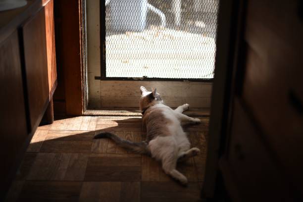 istock Lounging Siamese Cat Watching Out Screen Door 2181975006