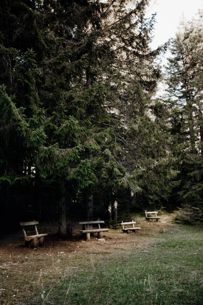 istock Durmitor National Park, forest path with benches 2181975156