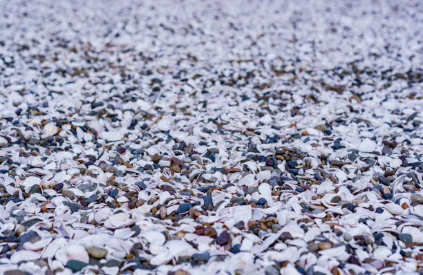 Beautiful pattern or texture as background or wallpaper for travel, beach or summer time concept with mix pink and white sea shells and  rocks with blurry background.  Principle of Continuity. Pattern or texture as background or wallpaper of brown rocks with blurry background for zen, meditation, relax concept.  Principle of Continuity