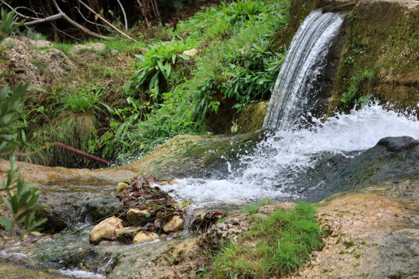 CASCADING WATER SPROUTS