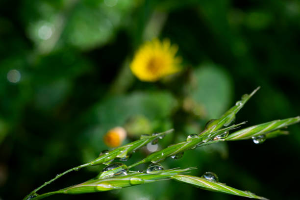 water drops on a herb , in the garden