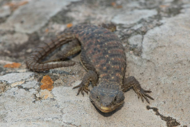 A beautiful Transvaal girdled lizard (Cordylus vittifer), also known as Reichenow's spiny-tailed lizard, or Common girdled lizard, in the wild