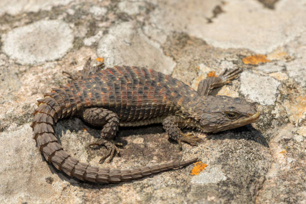 istock Transvaal girdled lizard (Cordylus vittifer), also known as Reichenow's spiny-tailed lizard, or Common girdled lizard 2181975925