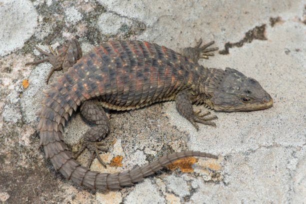 istock Transvaal girdled lizard (Cordylus vittifer), also known as Reichenow's spiny-tailed lizard, or Common girdled lizard 2181975942