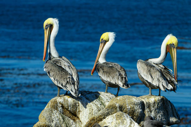 Brown pelicans (Pelecanus occidentalis) resting on coastal rocky shore, overlooking the Monterey Bay, where an abundant number of fish are present.Taken at Lovers Point, Pacific Grove, California, USA
