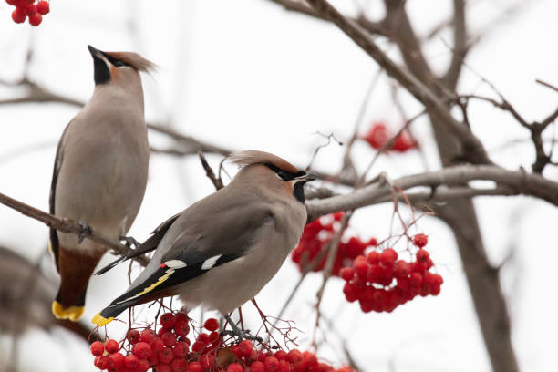 istock waxwing winter passerine bird feeding on berries 2181978122