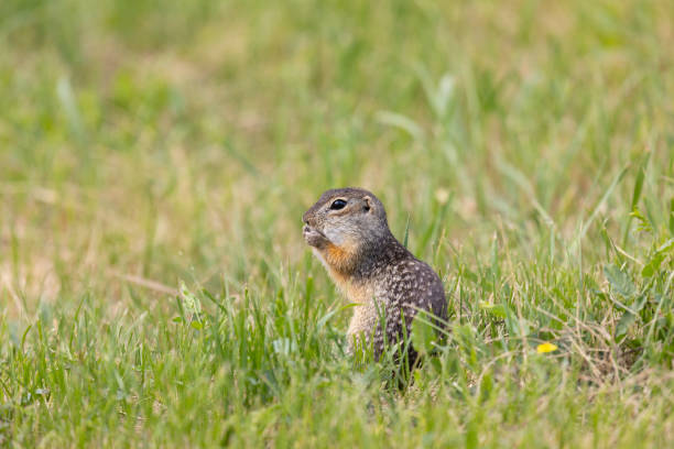 istock Speckled ground squirrel animal stands on its hind legs 2181978158