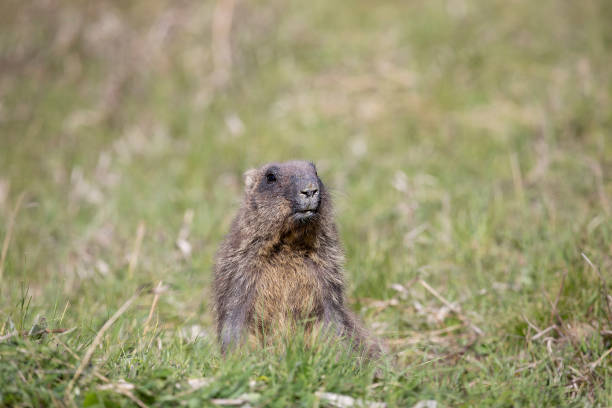 istock Bobak marmot stand on a grass on summer day 2181978212