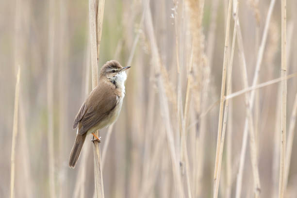 istock Great reed warbler sitting on a reed close up 2181978221