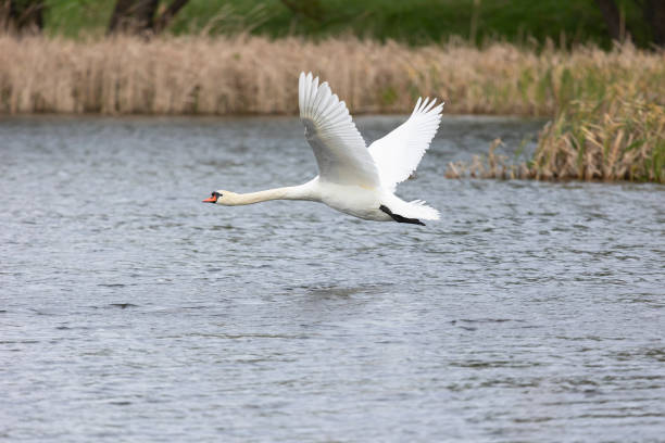istock White swan flies over water 2181978259