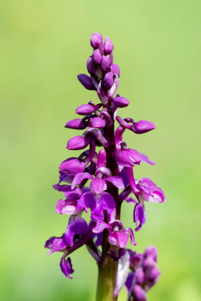 istock Early purple orchid (orchis mascula) flower 2181979987