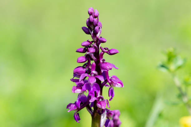 Close up of an early purple orchid (orchis mascula) flower in bloom