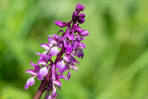 Close up of an early purple orchid (orchis mascula) flower in bloom
