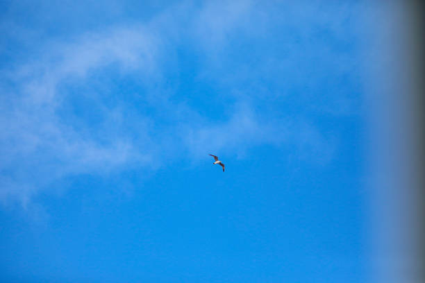 Seagull flying
