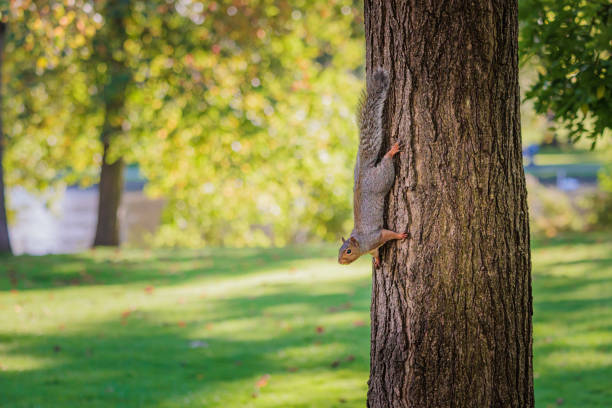 Funny Squirrel on a tree, Autumn season England, daytime
