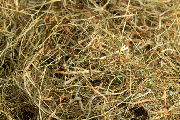istock Dehydrated Dried Grass for hay production in agriculture 2181982245