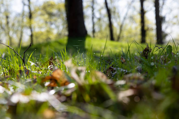 old yellow foliage and young green foliage of trees in spring, deciduous trees in the park in spring in sunny weather, closeup