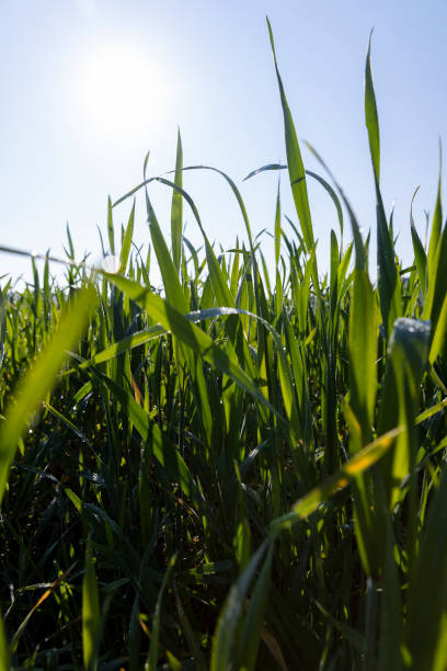 istock illuminated by sunlight green blades of cereal in spring 2181982347
