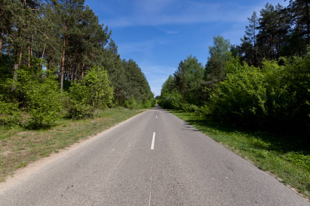 road in the forest in the spring season, different types of trees on the edge of the road for vehicles