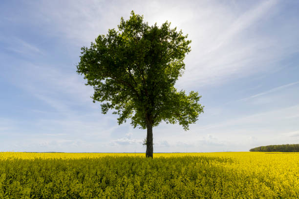 istock a tree in a rapeseed field in the spring season 2181982358