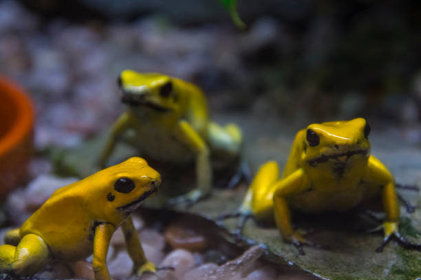 istock Golden poison frog on the ground 2181983818