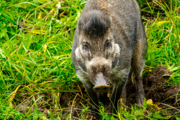 Visayan warty pig, its scientific name is Sus cebifrons