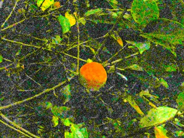 Persimmon at night.