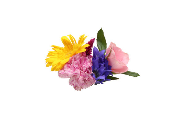 Ⅴarious kind of flowers isolated on a white background.
