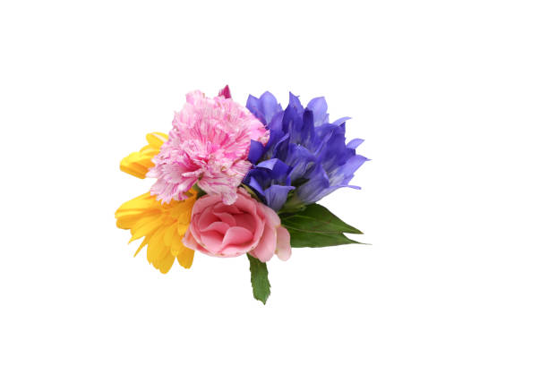Ⅴarious kind of flowers isolated on a white background.
