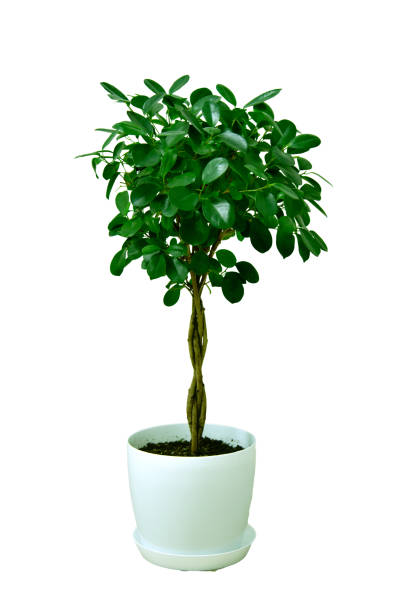 istock Ficus Moclame in white flower pot isolated on white background 2181984741