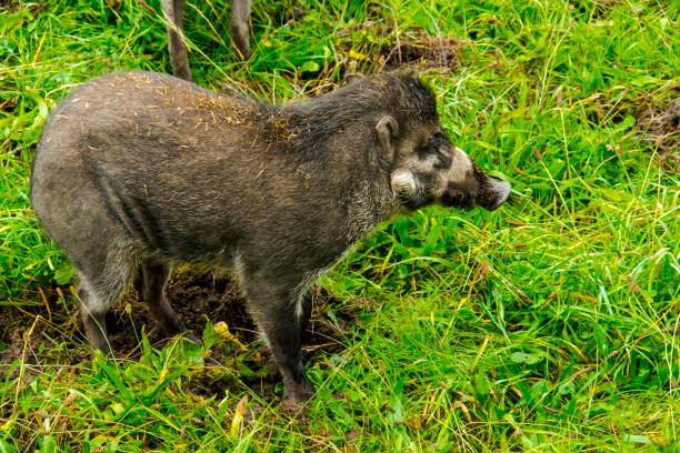 istock Visayan warty pig in the field 2181984872