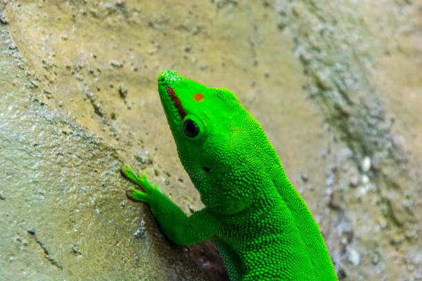 Madagascar giant day gecko, its scientific name is Phelsuma grandis