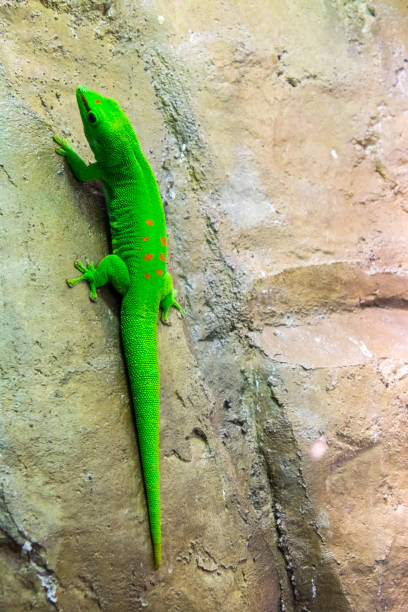 istock Madagascar giant day gecko is climbing 2181985166
