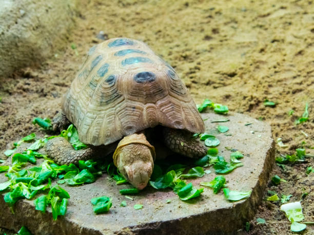 istock Elongated tortois is eating vegetables 2181985212