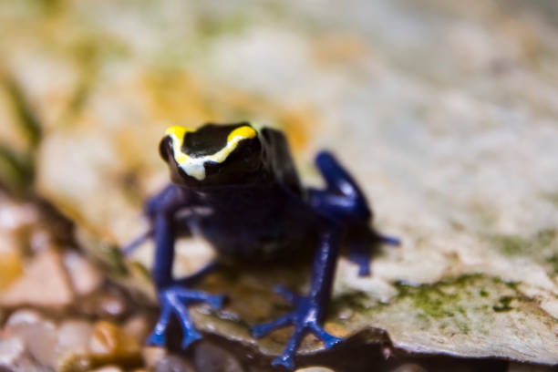 Dyeing poison dart frog, its scientific name is Dendrobates tinctorius