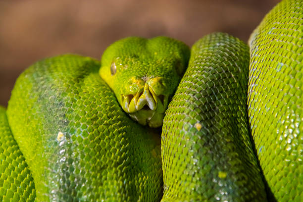 Aru x Biak Green Tree Python