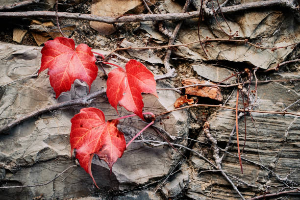 High angle close-up shot of red maple leaves fallen on rock and dry leaves on field during autumn