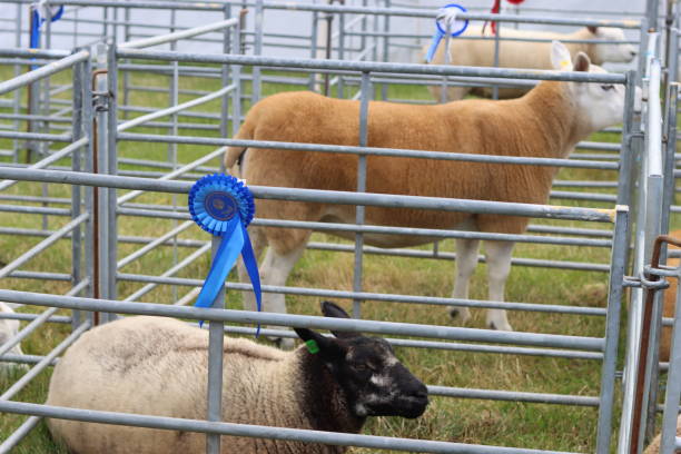 istock Sheep in judging pens at a countryside agricultural show 2181993010