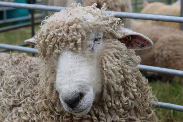 istock Sheep in a judging pen at a countryside agricultural show 2181994100
