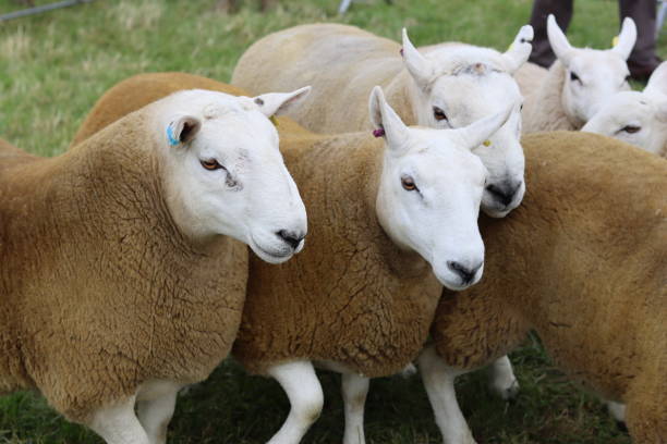 A young lamb stands alone in a wide, green pasture, looking directly at the camera with curious eyes. In the background, a flock of sheep grazes in the distance, and lush hills complete a peaceful rural landscape. Emphasizing innocence, curiosity, and the tranquility of rural life, this image is ideal for projects themed around nature, livestock, purity, and independence.