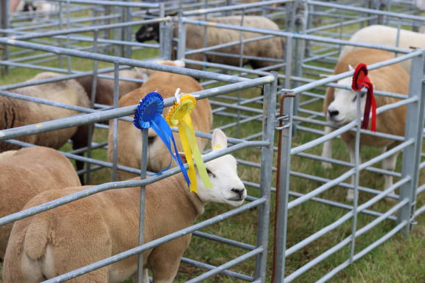 istock Sheep in judging pens at a countryside agricultural show 2181994164