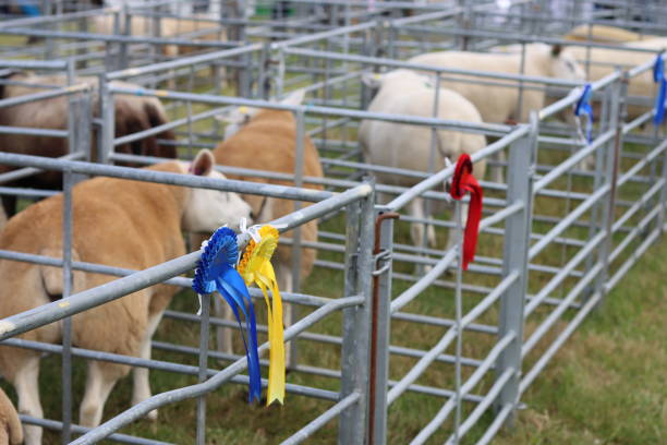 istock Sheep in judging pens at a countryside agricultural show 2181994182