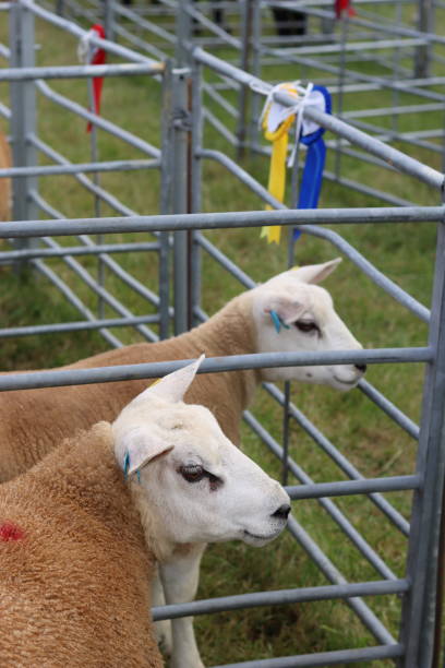 istock Sheep in judging pens at a countryside agricultural show 2181994458