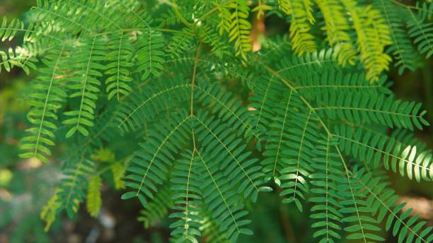 istock wild tamarind plant 2181994984