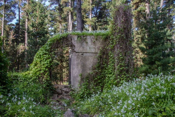 istock Abandoned stone house ruins overgrown with greenery and white calla lilies in tranquil Australian forest, nature power 2181995641