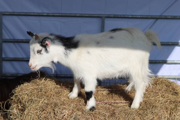 istock Pygmy goat at an agricultural show 2181996383