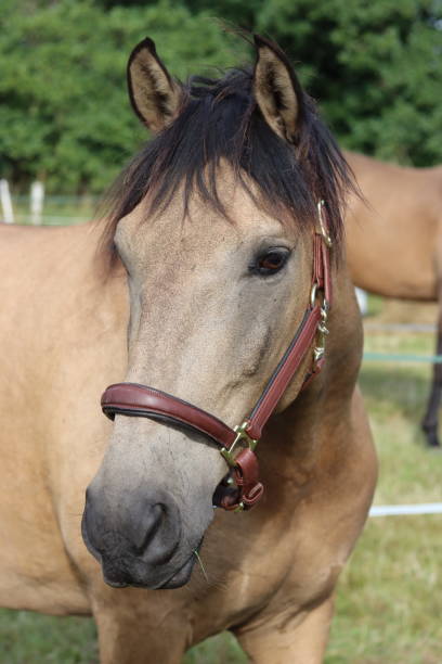 istock Horse wearing a bridle at an equestrian event 2181996470