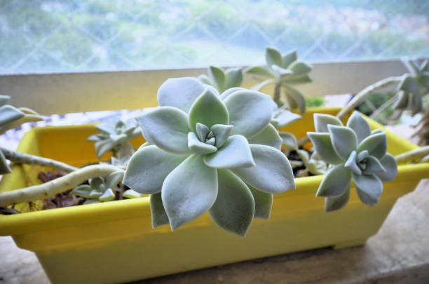Pot with the succulent Graptopetalum paraguayense on the balcony