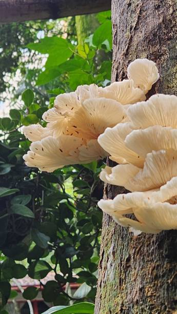 istock White-Mushroom-Growing-on-Tree-Trunk-Forest-Nature-Closeup.jpg 2182002586