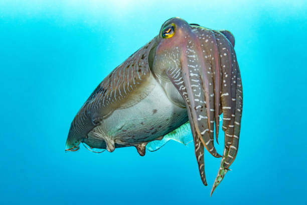 A cuttlefish swims gracefully through clear ocean water, its body shifting colors and patterns in real time. This intelligent cephalopod displays its unique, undulating movement and textured skin as it navigates the marine environment. The image highlights the beauty, complexity, and camouflage abilities of this fascinating sea creature.